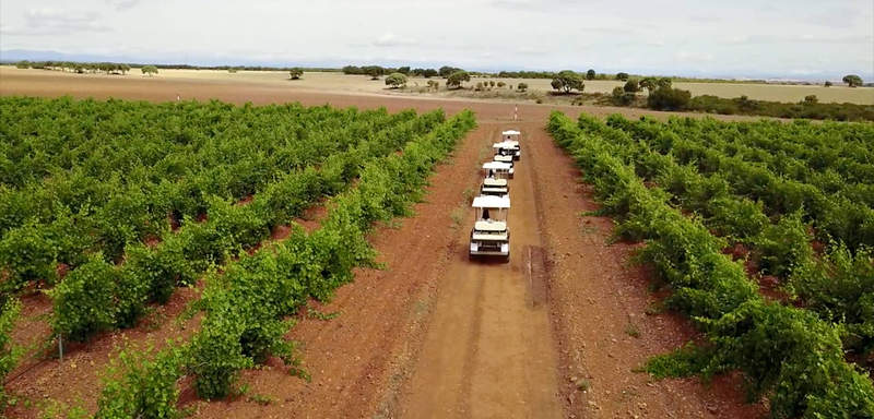 Enoturismo cata en viñedo
