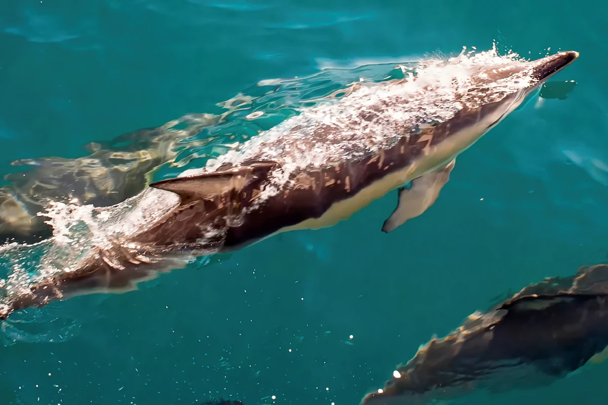 Excursión de avistamiento de delfines en Gibraltar desde Jerez