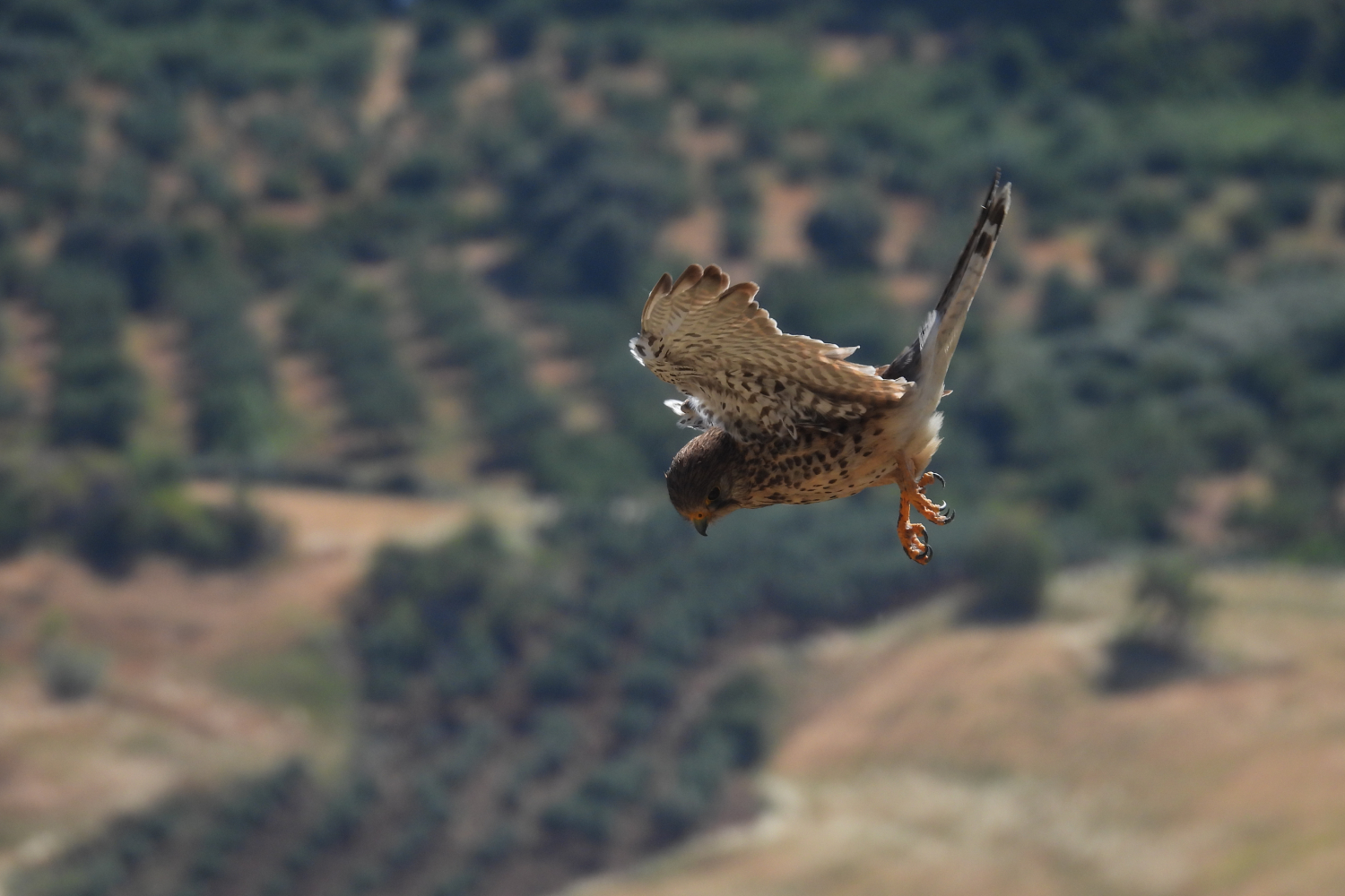 Guadalquivir River Cruise in Seville